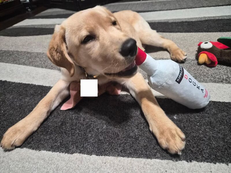 My 5 month old lab Lucy already has a drinking problem