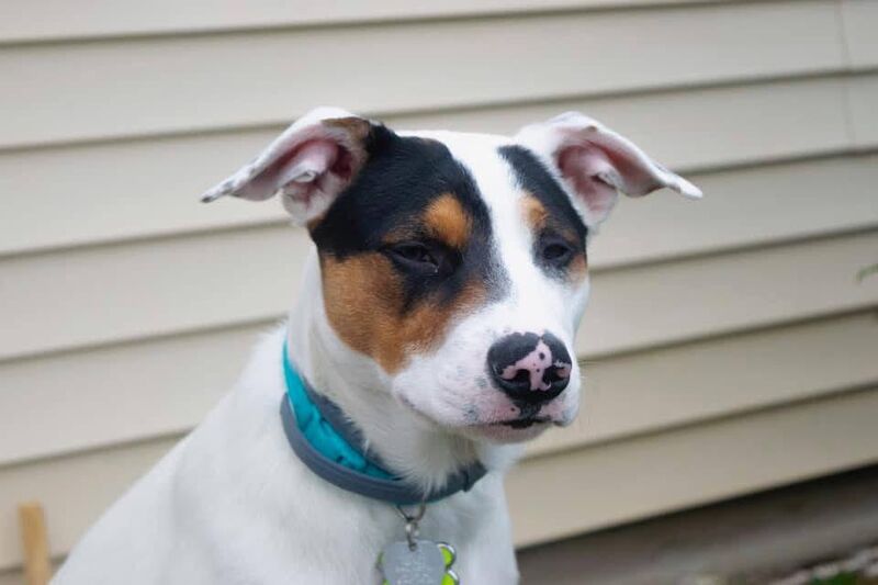 Obie is judging you (5 months old)