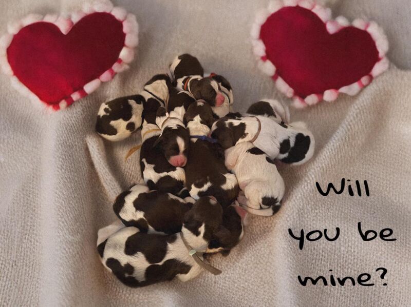 11 little sweetheart joined us last night. Just 1 day old. Puppy pile anyone?