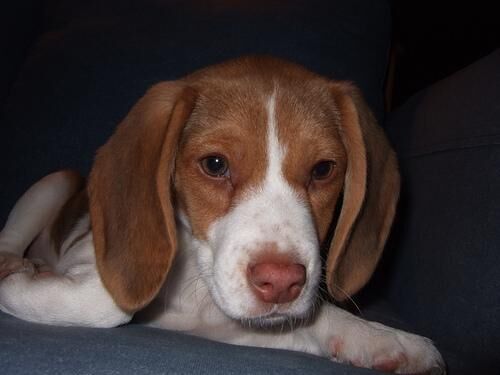 Beagle