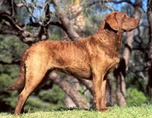 Retriever Chesapeake