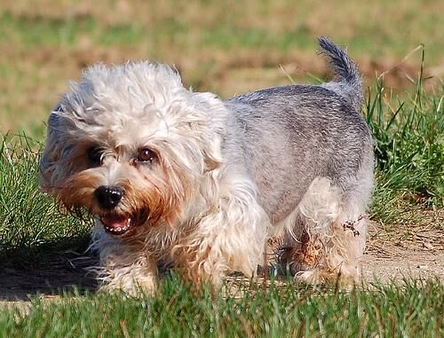 Terrier Dandie