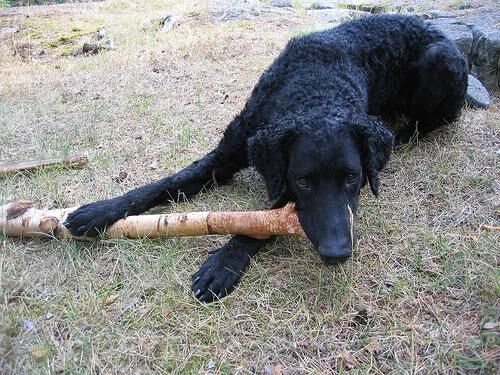 Retriever Curly