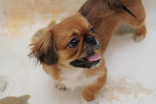 Pekinese