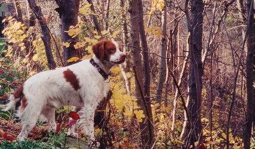 Spaniel Brittany
