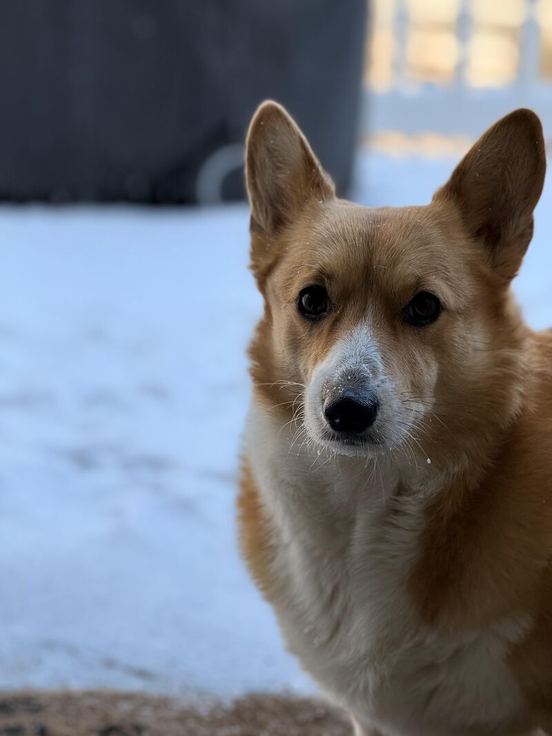 That “I’m Not Done Yet” Face ❄️🐶