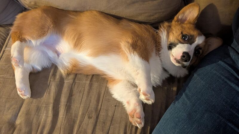 Mochi laying head on Mamas lap.