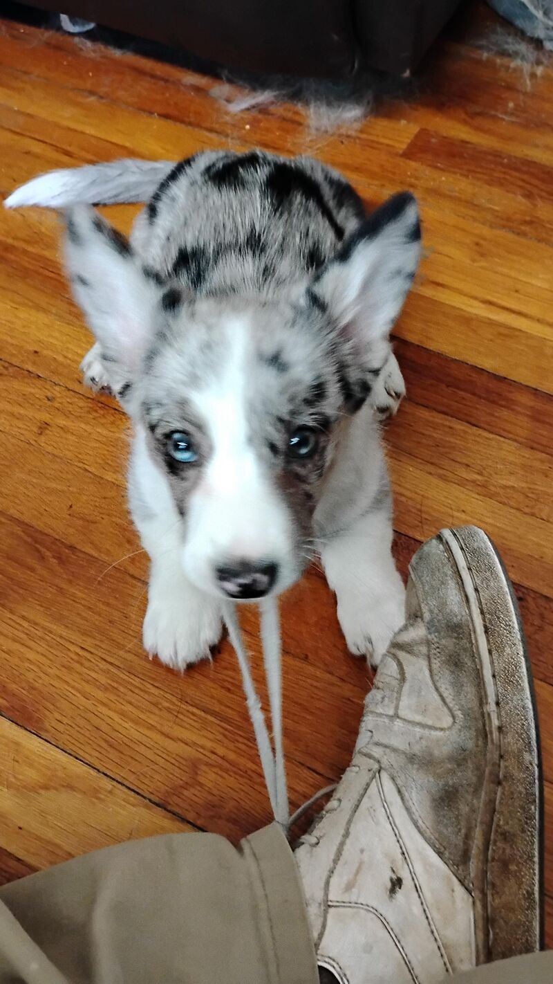 Queen's Corgi... sort of