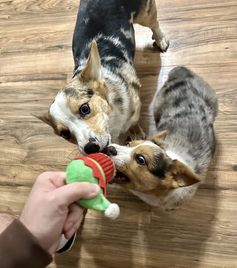 They crave the pepper