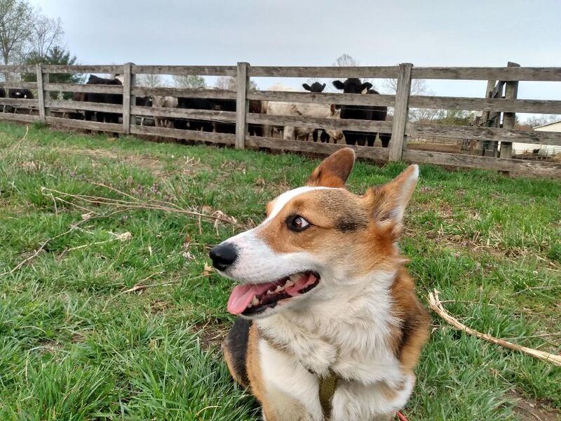After borking at the curious cows
