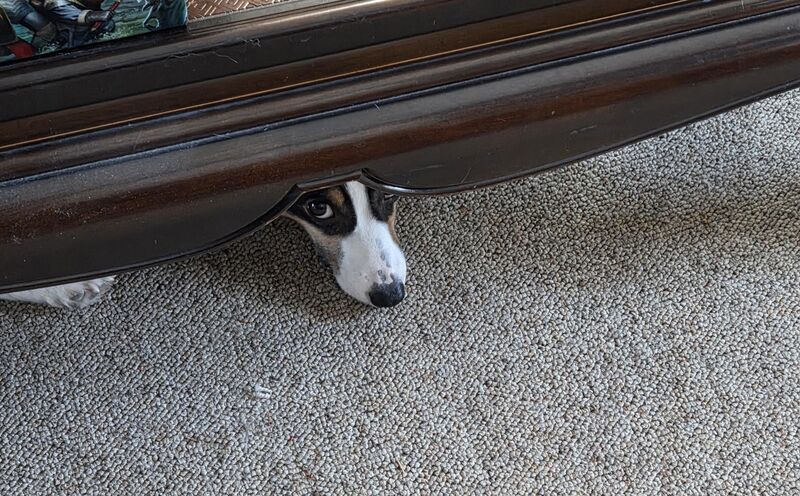 Hide and seek can be difficult with Bert