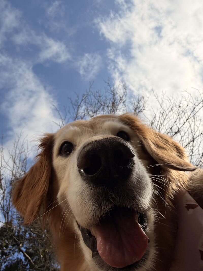 My baby Sadie’s 12th birthday today, and it’s her golden one!