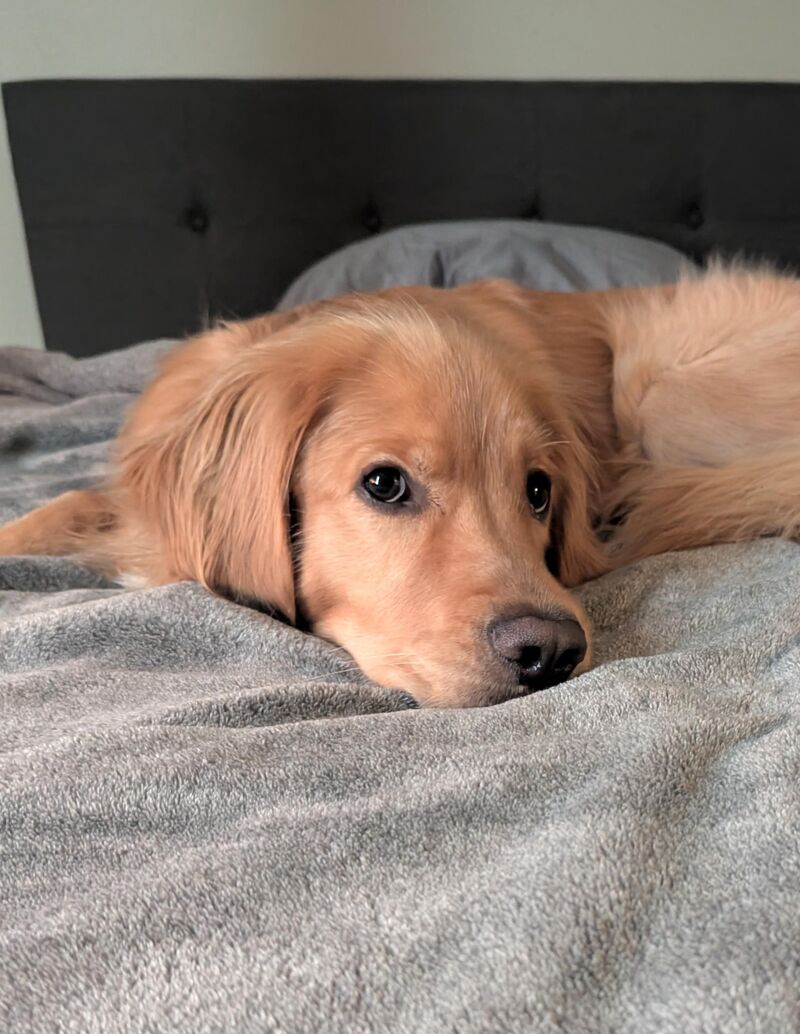 Our little guy has been glued to the bed these last couple days