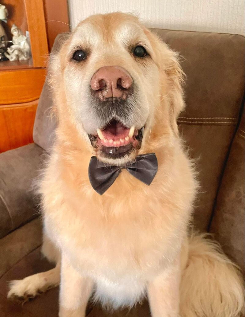 Our old boy got groomed today. Can’t cope with how cute he is in the wee bow tie they gave him!