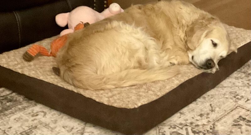 Feather was six years old when she came into my life.❤️I cannot imagine life without this sweet gentle girl.😊❤️🐾