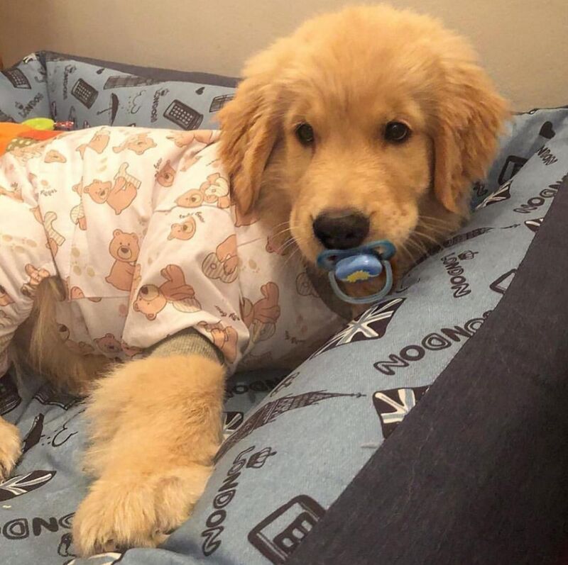 The little pest of the house