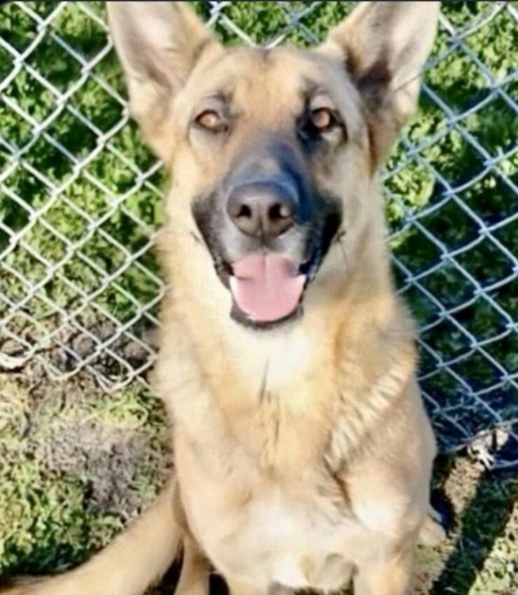 Bella (A385290) is a 4-year-old German Shepherd at City of Corpus Christi Animal Care. She is urgently in need of an adopter, rescue, or foster. She is past her scheduled euth date of 2/2/26.