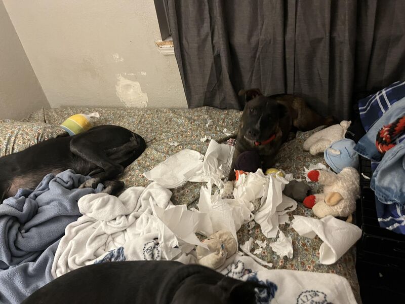 Foster Toffee says it wasn’t him who shredded the paper towels 🤔