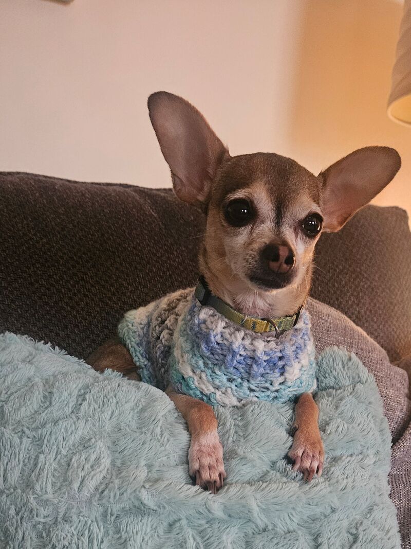 Meet Capt. Jack Sparrow