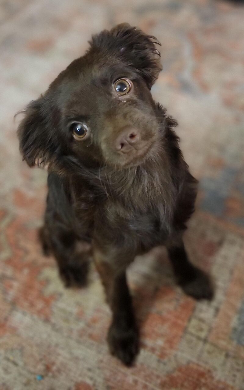 Just Olive being unfairly adorable.