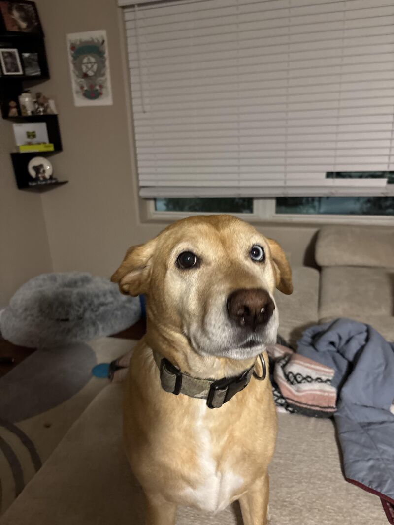 Thank you all for your condolences. Ace appreciates your well wishes. He is still embarrassed about his butt.