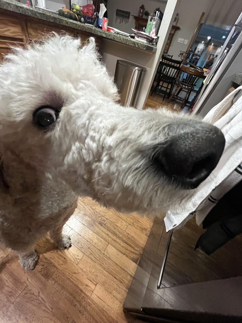 POV: you’re an unattended piece of cheez