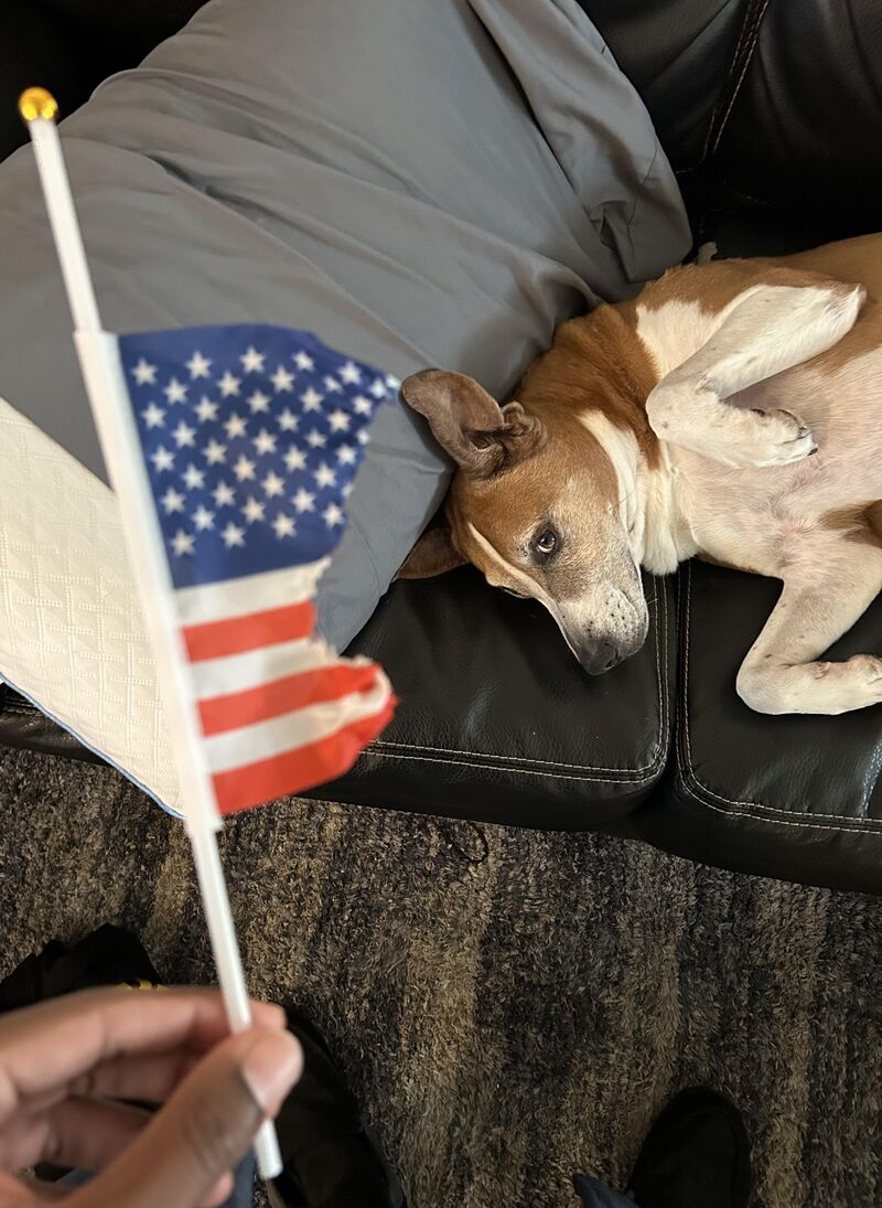 Mini flag was on coffee table for past few months. Someone decided overnight they didn’t like it anymore. 🐶