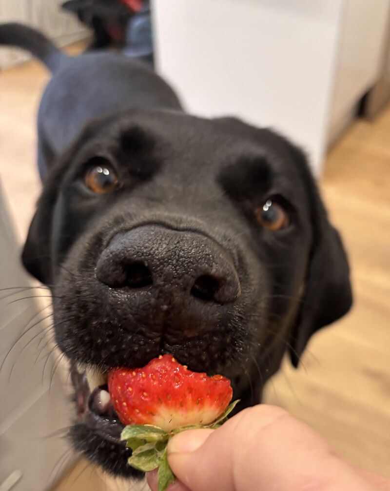 Oh strawberries , yes they belong to me