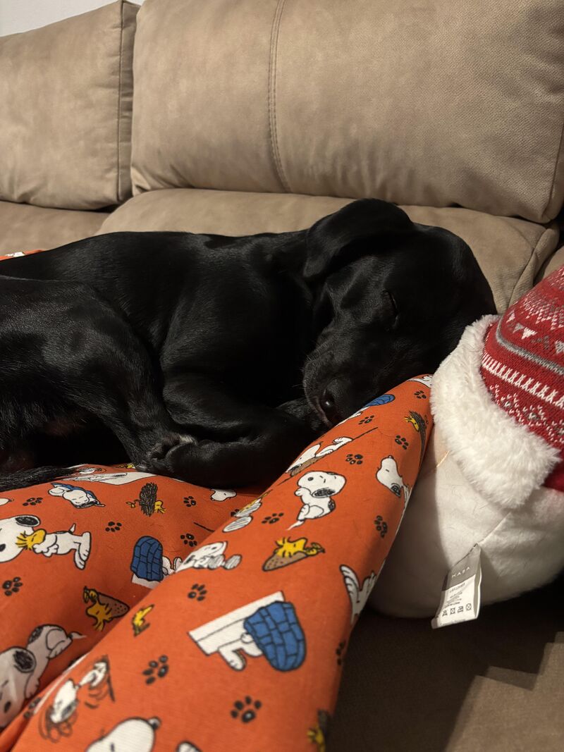 my mom just got me a Snoopy bed!! (hi, i'm the mom).