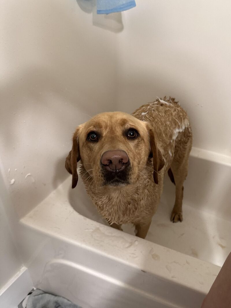 Scrub a dub dub!! She hates the tub 🛁