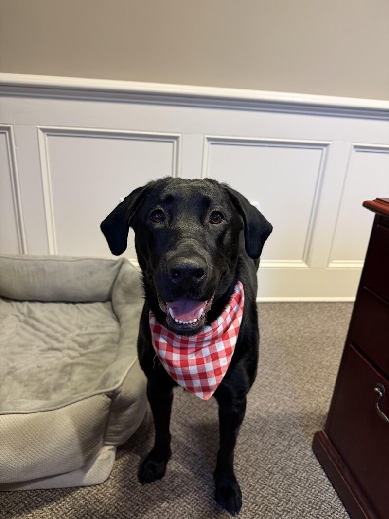 “Working dog” they said , but she hasn’t helped at the office all day…