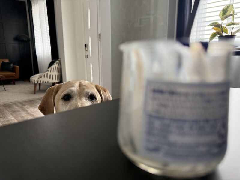 POV: You’re any dairy product in my house