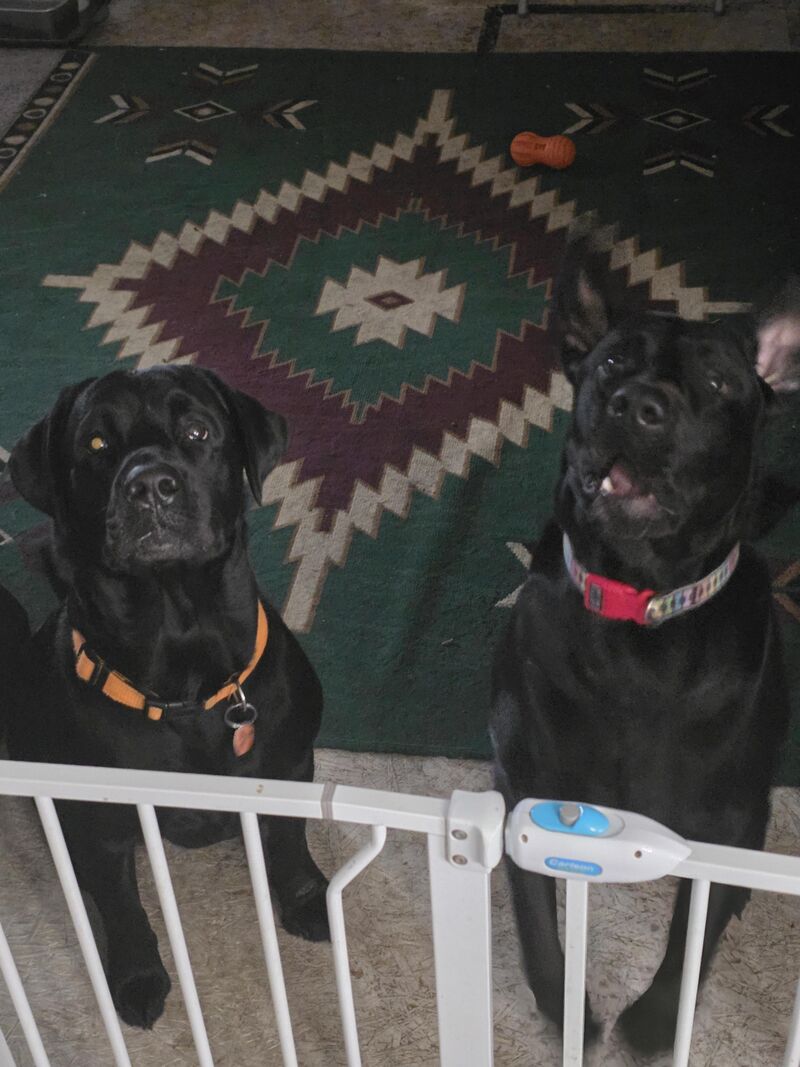 Here's both Odin AND Loki