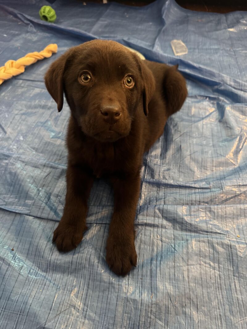 Advice needed before spending money at the vet