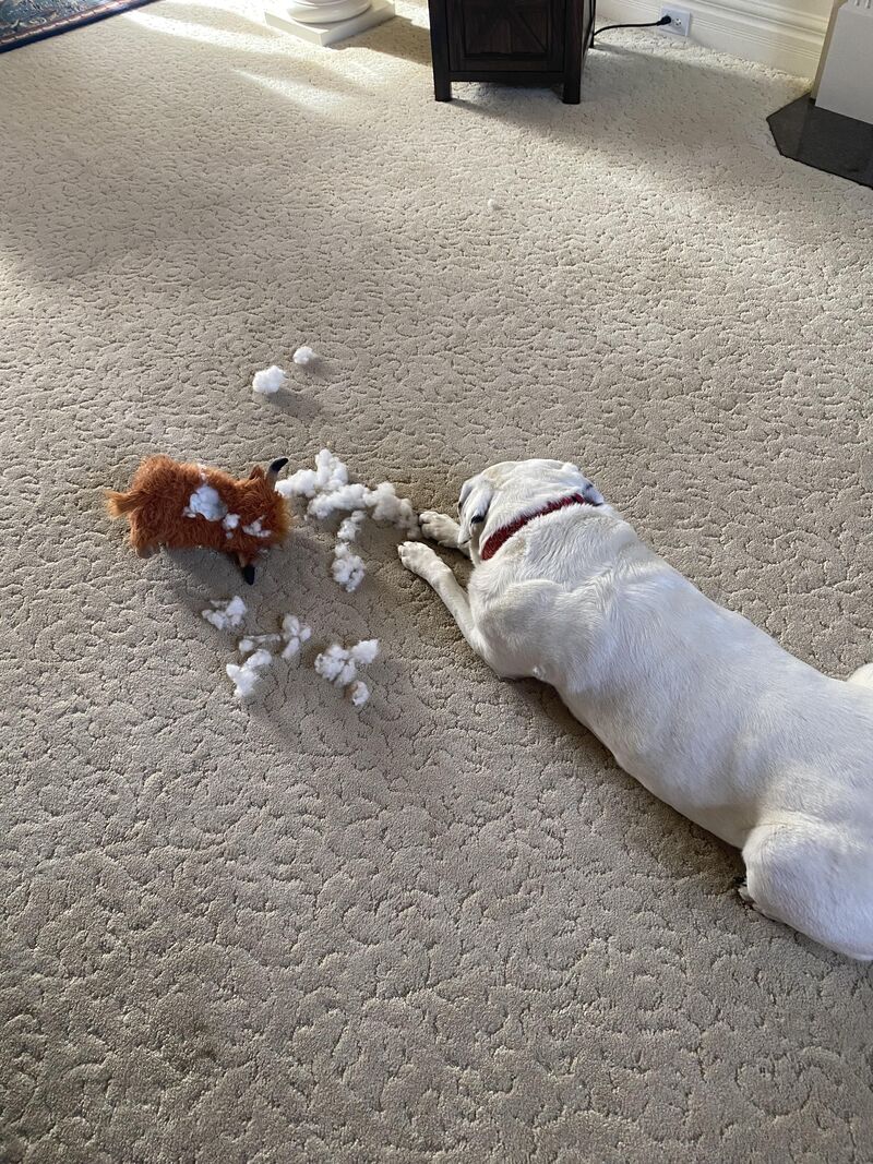 Highlander cow destroyed