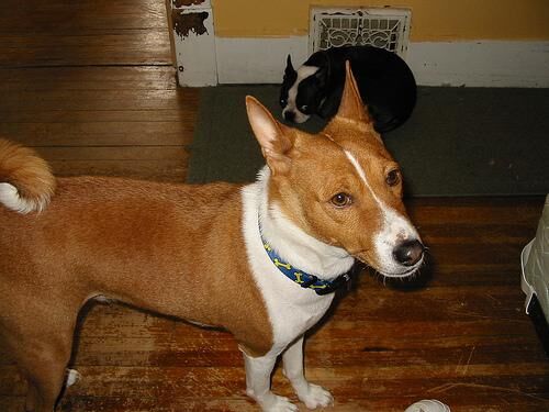 Basenji