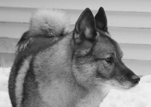 Elkhound Norwegian