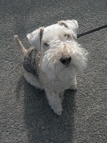 Terrier Lakeland