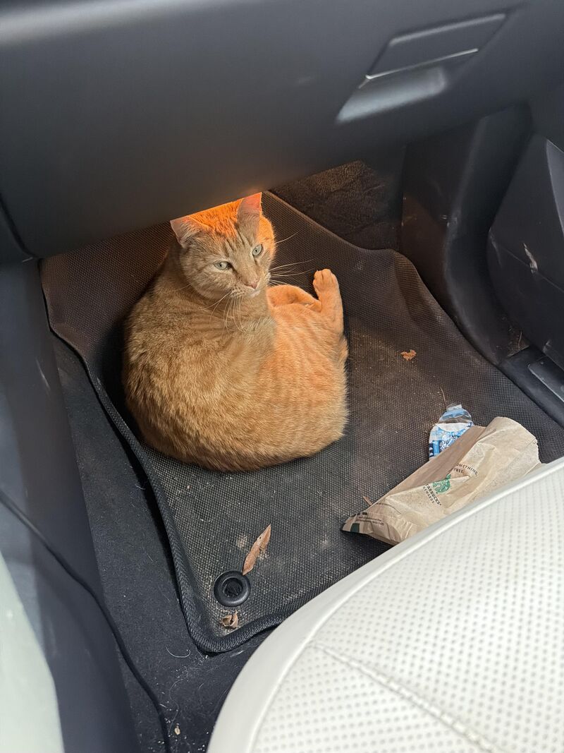 Kitty cat getting comfy in my car Spoiler alert: I don’t own this cat. I don’t own any cat!