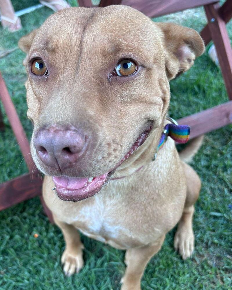 This is Berta. She genuinely believes she’s the best dog in the world… and honestly, she might be right