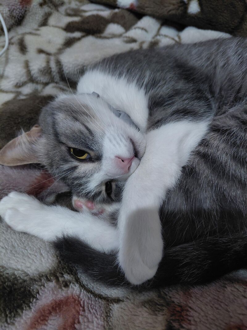 Just wanted to show you guys my cat. He’s my best friend