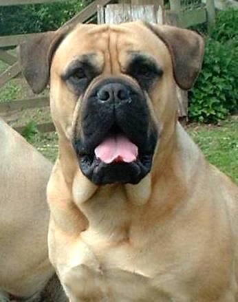 Mastiff Bull