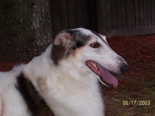 Borzoi