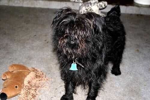 Affenpinscher