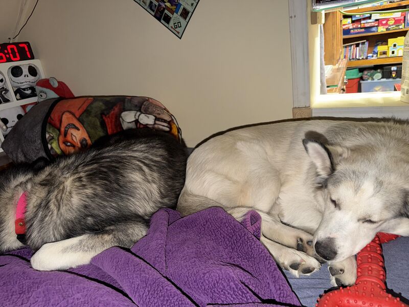 Five months in going on forever home.