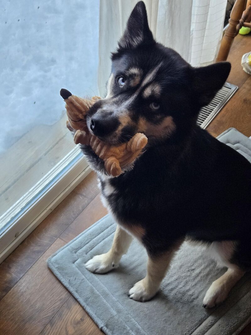 Calling all squeakers!