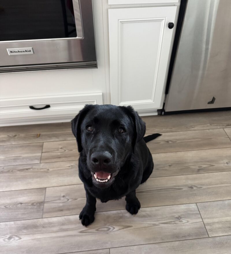 6 month lab feeding