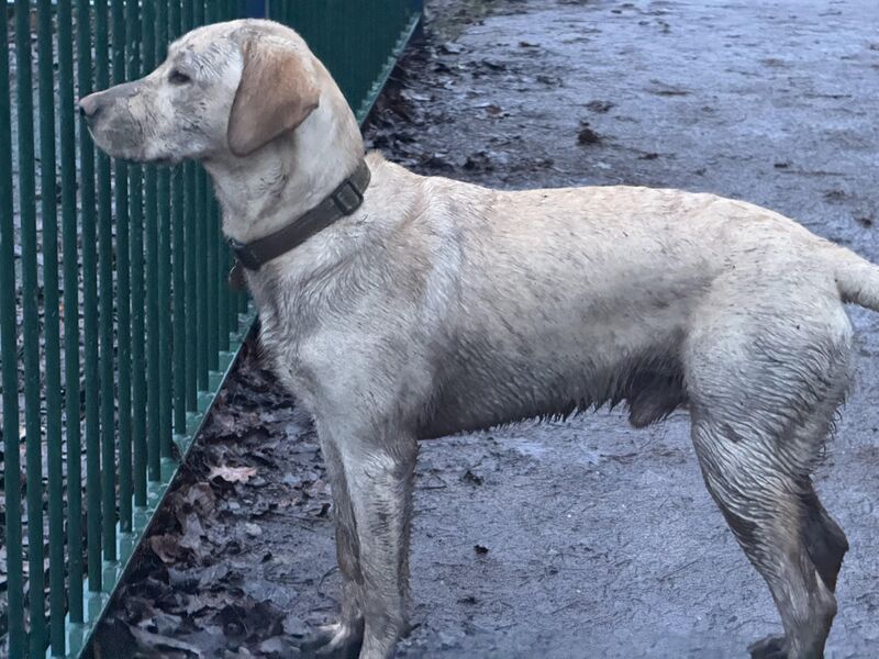 Paying the Lab tax tonight, absolutely filthy puppy