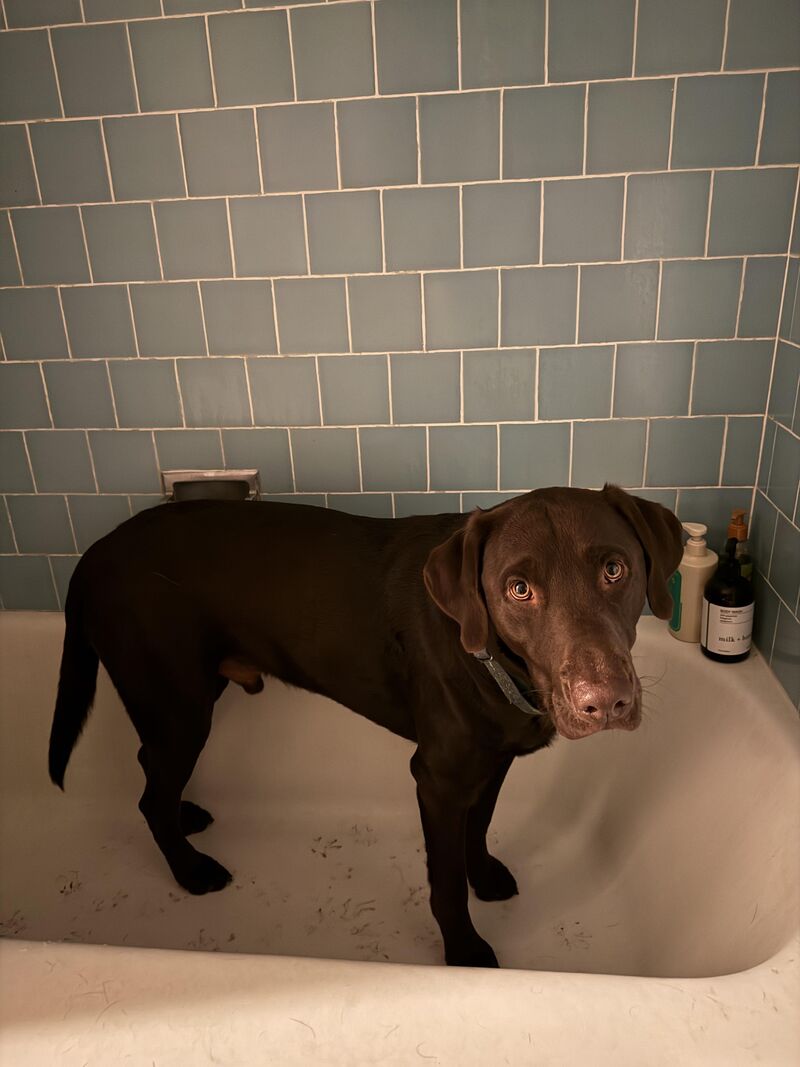 Anyone else’s lab obsessed with the bathtub?