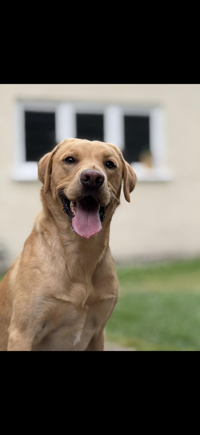 Looking to change the kibble for my 2 year old Albus currently he has autarky mixed with wet pouches. He used to stuff it back twice a day but over the last couple weeks he seems to pick at it and leave a lot left over. Does anyone have any dry food recommendations? Budget of £50-£60 for dry monthly